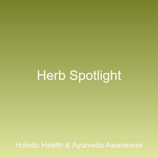 Brahmi (Bacopa Monnieri): The Traditional Herb for Memory and Focus